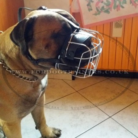 The Best Dog Muzzle for Bullmastiff Muzzle Size