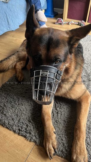 Get Best Muzzle Dog Muzzle that Allows Drinking for Big & Small Dogs