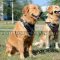 Golden Retriever Dog Training Harness