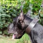 Thick and 2 Inch Wide Dog Collar for Great Dane