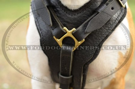 Padded Leather Dog Harness for Comfort and Style of Your Staffy!