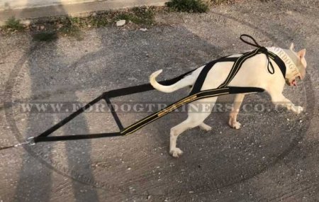 Weight Pulling Harness for Dogs Sport Weighted Dog Harness UK