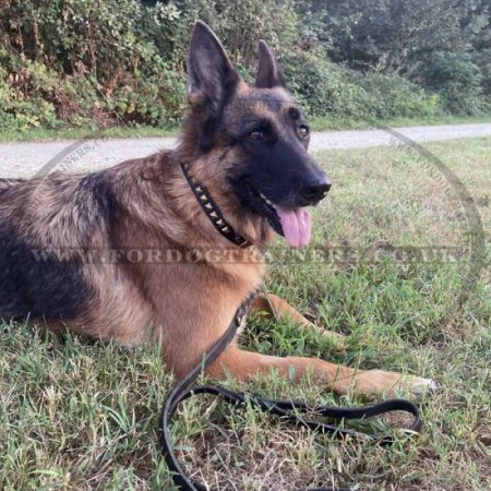 Splendid Design of Dog Leather Collar with Square Brass Studs