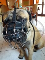 The Best Dog Muzzle for Bullmastiff Muzzle Size_2