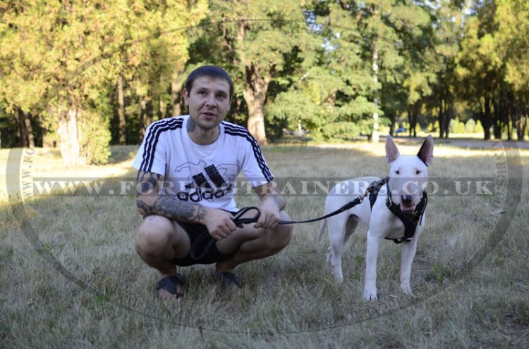 The Best Leash for Bull Terrier Walking UK Favorite!