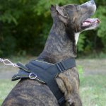 Sport / Walking Amstaff Harness with Handle UK Bestseller!