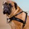 Bullmastiff Harness for Pulling and Tracking, Walking, Sport