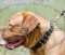 Dog De Bordeaux Leather Dog Collar | Dog De Bordo Collar Spiked