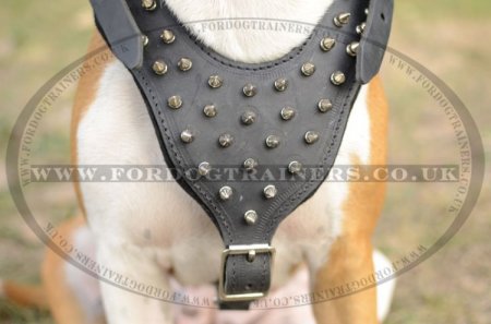 Staffordshire Bull Terrier Harness Spiked Style | Staffy Harnes