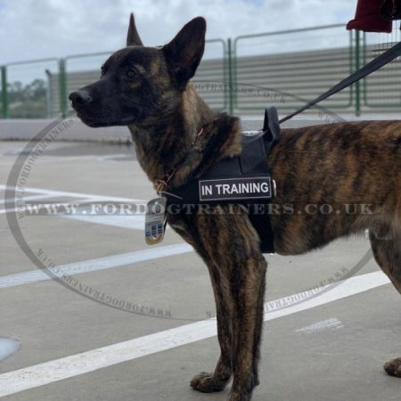 Belgium Shepherd Dog Harness for Training, Weight Pulling