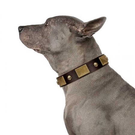 "Heavy Metal" Dark Brown Leather Dog Collar With Glossy Studs FDT Artisan