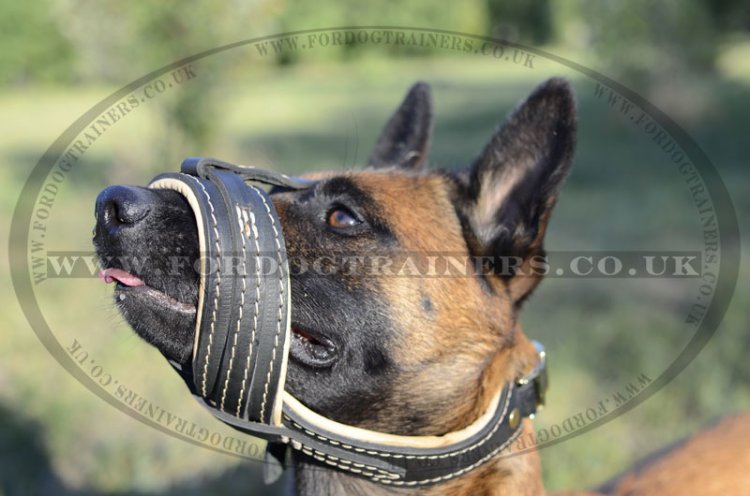 Light Belgian Malinois Leather Muzzle to Stop Dog Barking