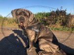 K9 Dog Harness No Pull Front Clip to Stop Dog Pulling on Lead_8