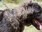 Caucasian Shepherd ID Plate Dog Collar