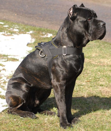 Cane Corso Mastiff Harness | Cane Corso Harness Bestseller