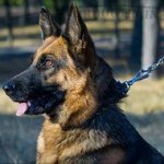 Spiked German Shepherd Leather Collar