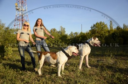 "Double-Layer" Two Ply Leather Dog Collar For American Bulldog 1.8 Width