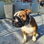 Soft Leather Muzzle for Bulldog Flat Snout, Perfectly Ventilated_1