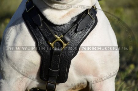 American Bulldog Harness UK | Padded Leather Harness NEW