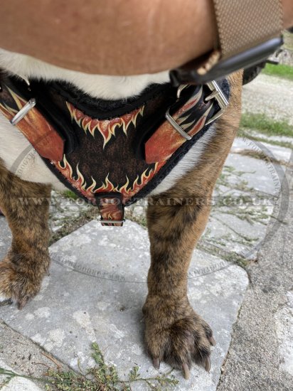 Bulldog Harness with Painting "Flame" | English Bulldog Harness