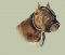 Staffordshire Bull Terrier Muzzle Luxury Nappa Padded - NEW!