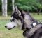 Siberian Husky Dog Collar | Nylon Dog Collar for Husky