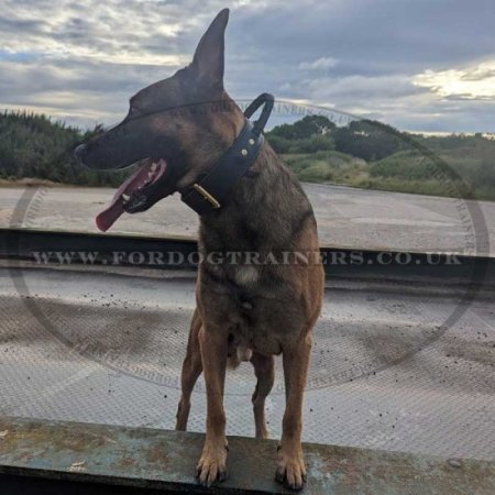 K9 control training best sale cost