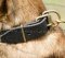 Best Dog Collars with Brass Buckle for Malinois