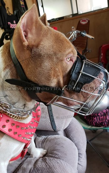Pitbull Muzzles UK Bestsellers | Wire Dog Muzzle for Pitbull