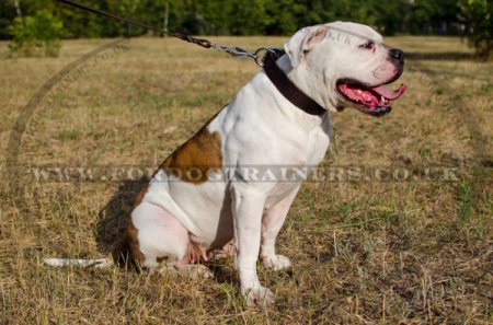 "Easy Use" Best Dog Collar For American Bulldog Walk And Training