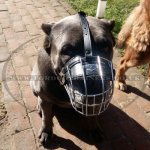 Padded Cane Corso Muzzle for Mastiff Breeds Wire Basket_2