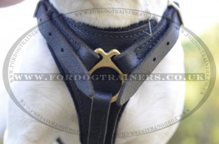 Bull Terrier Leather Dog Harness | Leather Dog Harness for Dogs