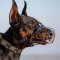 The Best Basket Muzzle for Doberman Pinscher and Long-Nosed Dogs