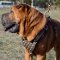 The Best Harness for a Shar Pei with Brass Adornments