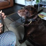 Handmade Leather Dog Lead for Walking/Tacking 0.5 in Wide_1