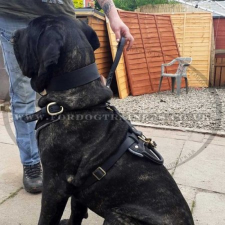 Padded Dog Harness for Cane Corso | Large Dog Harness UK