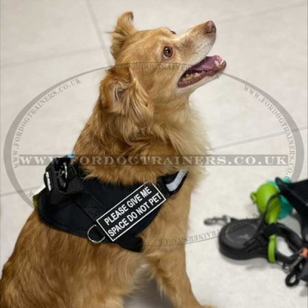 The Best Reflective Dog Harness with High Vis Strap and Patches