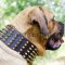 Large Dog Collars with Spikes for Mastiffs | Spiked Dog Collars