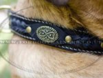 Cane Corso Mastiff Dog Collar | Royal Dog Collar Nappa Padded