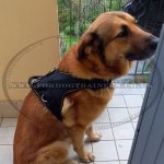Best Dog Harness UK Favorite for Small and Big Dogs_3