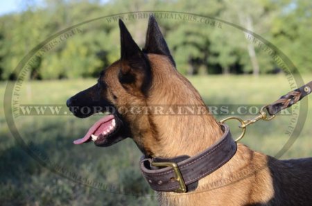 Strong 2 Ply Leather Dog Collar for Belgian Malinois with Brass Buckle