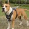 Staffordshire Bull Terrier Harness Spiked Style | Staffy Harnes