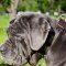 Blue Neapolitan Mastiff Dog Leather Collar with Plates