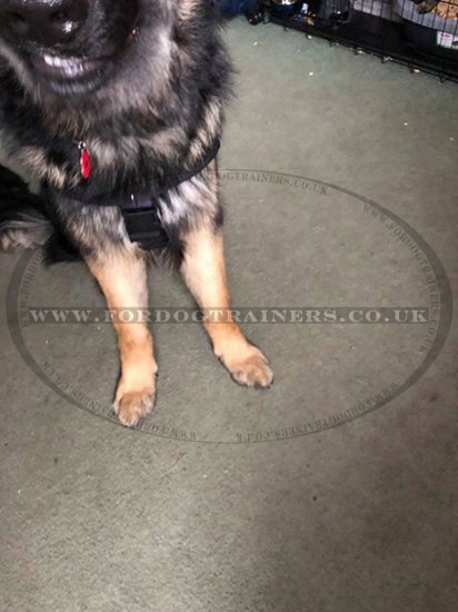 Get German Shepherd Harness UK Bestseller for Dog that Pulls