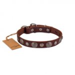 Premium Chocolate Brown Leather Dog Collar With Round Medallions FDT Artisan