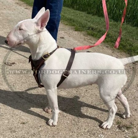 Bull Terrier Leather Dog Harness | Leather Dog Harness for Dogs