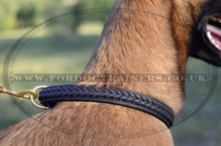 Braided Leather Dog Collar for Belgian Shepherd