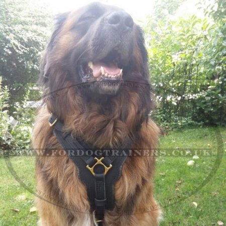 Large Leather Dog Harness UK Bestseller, Soft Padded