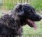 "Fashion Look" Large Black Leather Dog Collar Caucasian Shepherd
