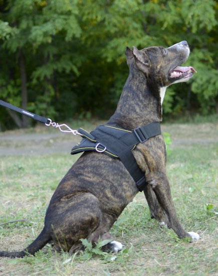 Sport / Walking Amstaff Harness with Handle UK Bestseller!